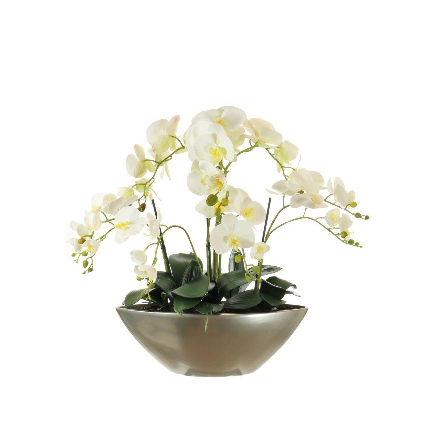 Orchid Arrangement In Ark Bowl - White (Lotus) - Gallery Gifts Online 